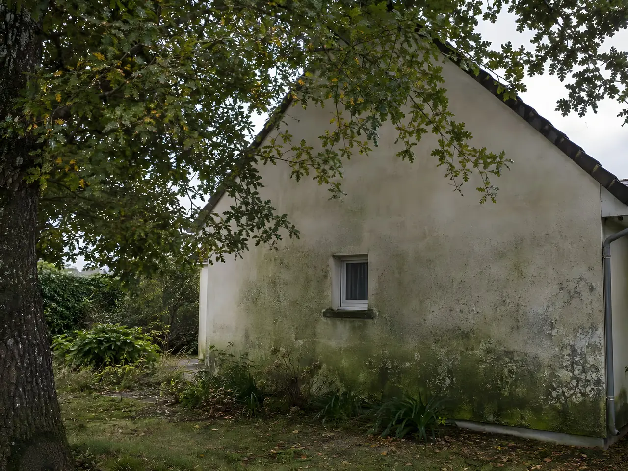 Pignon d'une petite maison sous un grand arbre, enduit blanc envahi de taches vertes et noires d'humidité